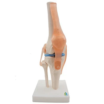 Anatomické Kolenného Kĺbu Model Kostry Človeka Kolenného Kĺbu Výučby Model S Väzy Model, Život Veľkosť